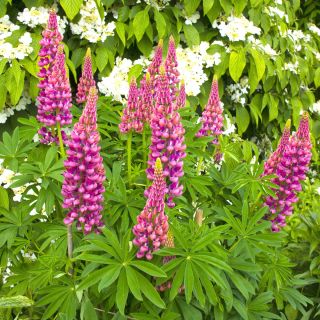 Lupiini - Chatelaine - 90 siemenet - Lupinus polyphyllus