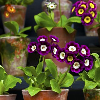 Garten-Aurikel - Primula x pubescens – 110 Samen