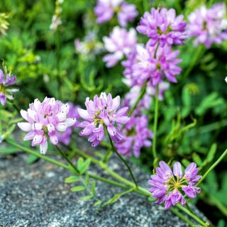 Rosenkronill - 280 frön - Coronilla varia