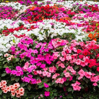 Busy Lizzie seeds - Impatiens walleriana - 160 seeds