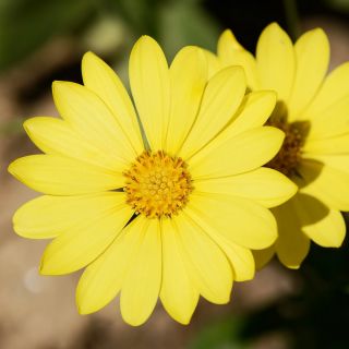 Залозистий мис календули, Namaqualand ромашка, помаранчева ромашка Namaqualand, Dimorphoteca sinuata syn. Dimorphoteca aurantiaca - 450 насіння - Dimorphotheca aurantiaca