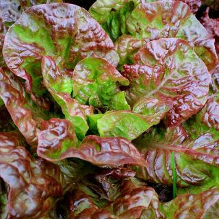 Rotgrüner Salat "Carmina" - 