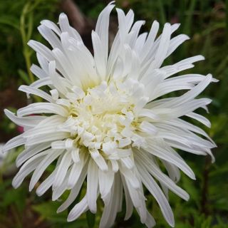 Crizanteme-flori aster "Opal" - alb - Callistephus chinensis  - semințe