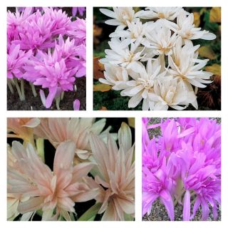 کروکوز پاییز دو گل - مخلوط - 1 عدد - Colchicum