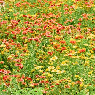 Kokardenblumen, Papageienblumen Samen - Gailardia pulchella - 250 Samen