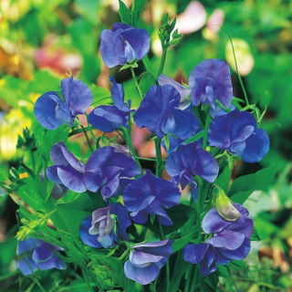 Sweet pea "Royal Navy Blue" - 33 seeds