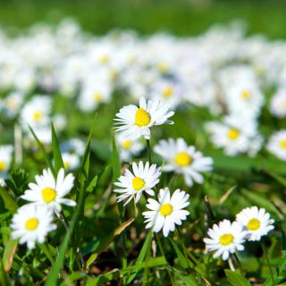 Bănuței albi simpli - Bellis perennis - Inflorescențe vibrante, esența unui gazon de excepție - Semințe proaspete