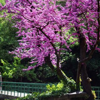 ユダの木の種子 -  Cercis siliquastrum - シーズ