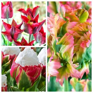 Set of the most original tulips – 6 varieties – 30 pcs