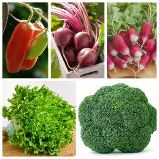 BIO zöldségek - sz. 1 - 5 zöldségfaj magjai -  - magok