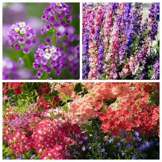 Mix di fiori (Alyssum maritinum, Phlox drummondii, Delphinium ajacis) - Jive - SEMI A NASTRO