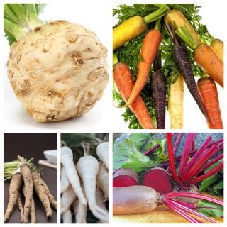 Verduras de raíz - conjunto 2 - conjunto de 5 especies de plantas vegetales -  - semillas
