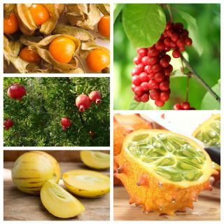 Fructe neobișnuite - semințe de 5 specii de fructe - 