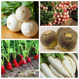 Legumes com aspecto de nabo - conjunto 1 - sementes de 5 variedades de vegetais - 