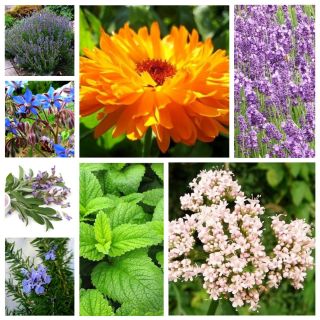 Geneeskrachtige planten set - zaden van 8 plantensoorten - 