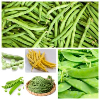 Cây họ đậu - bộ 1 - hạt của 6 loài thực vật - 