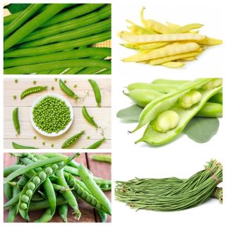 Cây họ đậu - bộ 2 - hạt của 6 loài thực vật - 