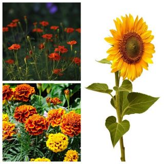Flower Mix - Salsa - SEED TAPE