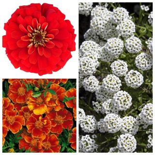 Flower Mix - Tango - SEED TAPE
