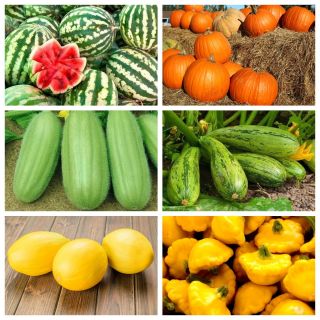 خضروات الاسكواش - مجموعة 2 - بذور 6 أنواع من الخضروات -  - ابذرة