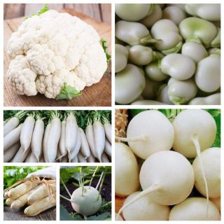 Legumes brancos - conjunto alargado - sementes de 10 espécies - 