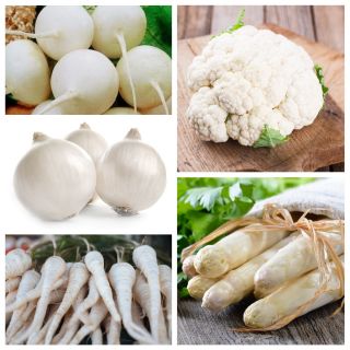 Legumes brancos - conjunto alargado - sementes de 10 espécies - 