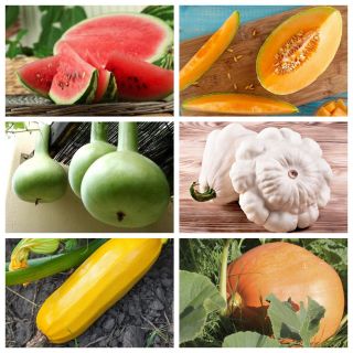 Squash legume - set 1 - semințe din 6 specii de plante legumicole - 