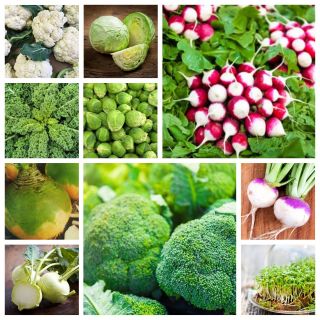 Cabbagge (Brassicae) grönsaker - frön av 10 vegetabiliska växter "arter - 