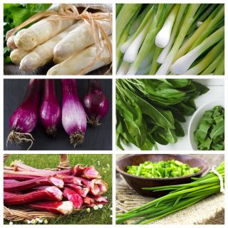 多年生野菜セット -  6種の植物の種 -  - シーズ
