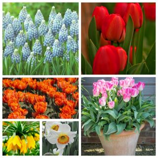 Selección de las plantas ornamentales más bellas - paquete grande! - 