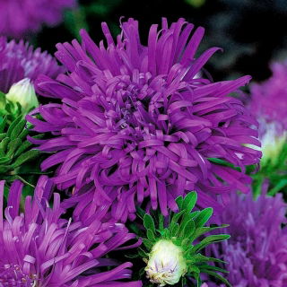 菊花花翠菊“恶魔” - 紫色 -  450粒种子 - Callistephus chinensis  - 種子