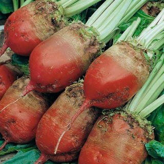 Mángold – Croesus - Beta vulgaris - magok