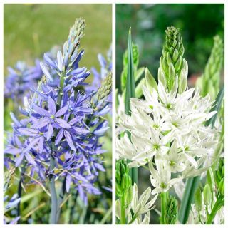Beyaz ve mavi kenarlık - Camasia Set (Camassia) - 24 adet; Quamash, Hint sümbül, Camash, vahşi sümbül - 