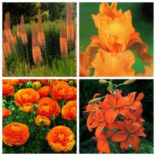 オレンジ色の花が咲く植物の組成 -  4種類の植物のセット -  32個 - 