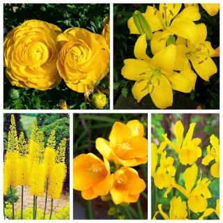 Geelbloemige plantensamenstelling - Set van vijf plantensoorten - 80 stuks - 