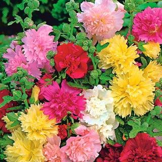 Malva real - Majorette - mix - Althaea rosea - semillas