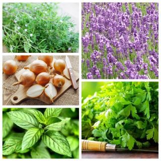 Conjunto de plantas repelentes de plagas - pulgones - semillas de 5 especies de plantas - 