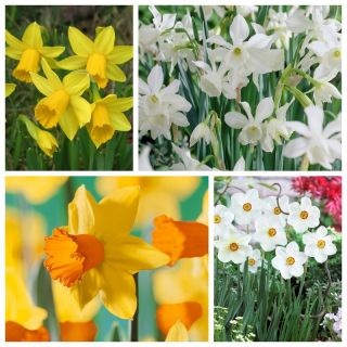 Selection of low growing daffodils – 60 pcs