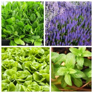 Set de plante care respinge insectele - gândaci de purici - semințe de 4 specii de plante - 
