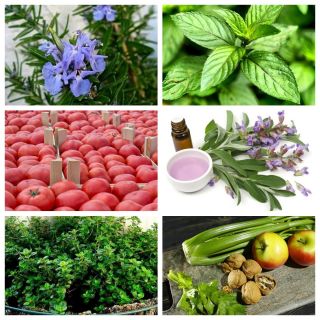 Conjunto de plantas repelentes de plagas - polilla de col - semillas de 6 especies de plantas - 