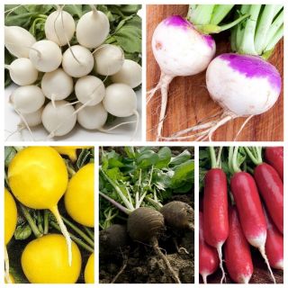 Legumes com aspecto de nabo - conjunto 2 - sementes de 5 variedades de vegetais - 