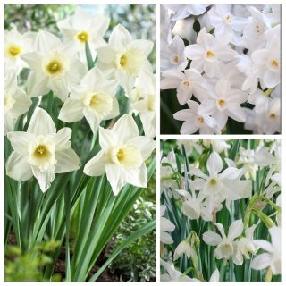 Selezione di narcisi a fiore bianco - 45 pezzi - 
