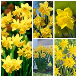 Sélection de Jonquilles à fleurs jaunes - 70 pcs - 