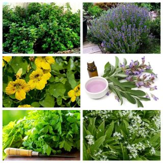 害虫駆除植物セット - ナメクジとカタツムリ -  6植物種の種 -  - シーズ