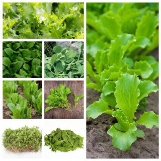 Hoja de bebé - conjunto de semillas de 8 especies de plantas - 