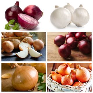 Cipolla - set di semi di 6 varietà di piante vegetali - 
