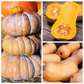 Butternut squash - set sjemena 3 sorte povrća -  - sjemenke