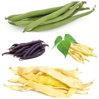 Fasole franceză - set de semințe de 4 soiuri de plante legumicole - 