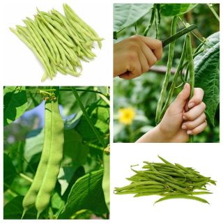 Groene Franse boon - reeks zaden van de rassen van 4 groenteplanten - 