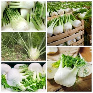 ยี่หร่า - ชุดของเมล็ดพืชผัก 3 พันธุ์ - 
